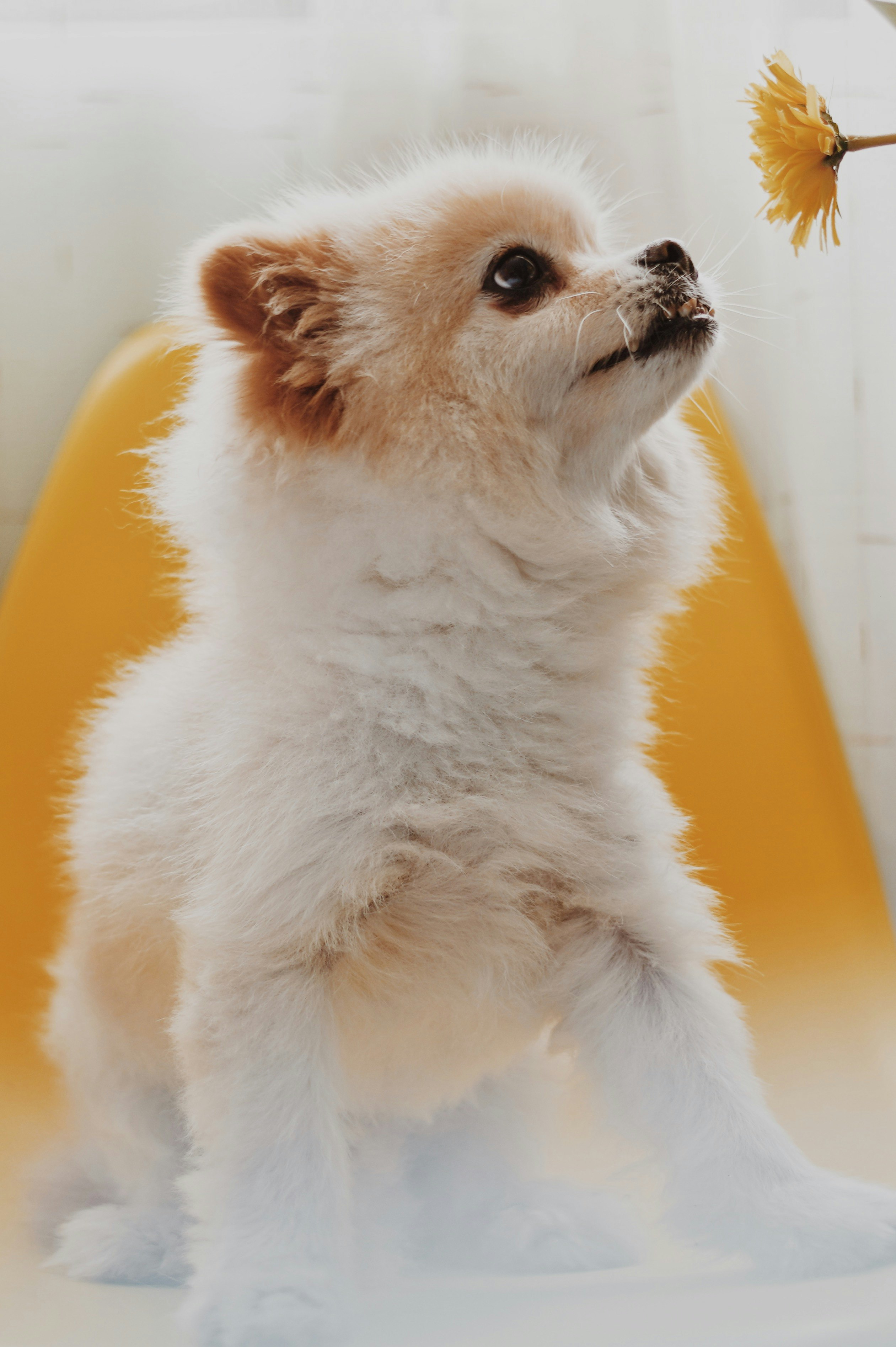 white pomeranian puppy on yellow sofa